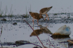 Calidris pugnax