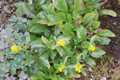Solidago leiocarpa