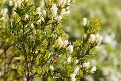 Orites lancifolius