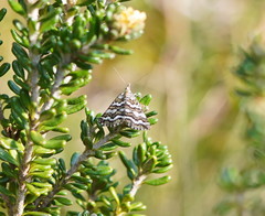 Melitulias discophora