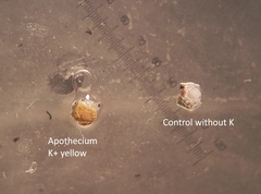 Lepra trachythallina