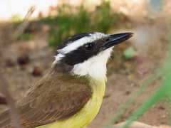 Pitangus sulphuratus