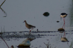 Calidris pugnax