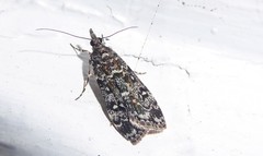 Eudonia philerga