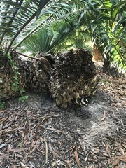 Phytophthora cinnamomi