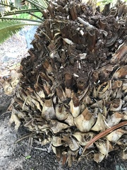 Phytophthora cinnamomi