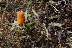 Banksia ashbyi