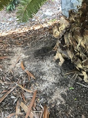 Phytophthora cinnamomi