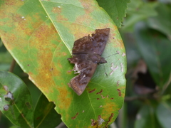 Pellicia