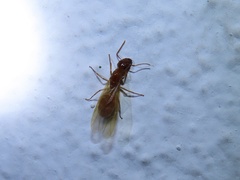 Camponotus kaura
