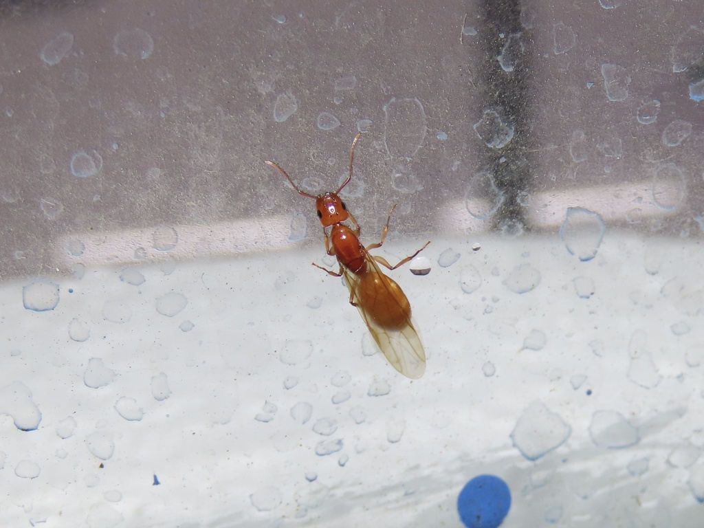 Camponotus kaura