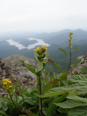 Solidago leiocarpa