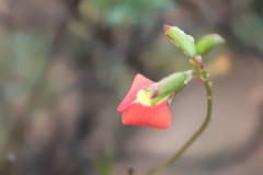 Chorizema trigonum