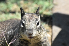 Otospermophilus beecheyi nesioticus