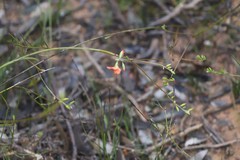 Chorizema trigonum