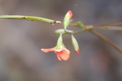 Chorizema trigonum