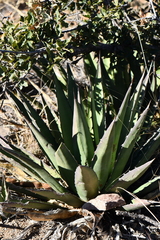 Agave × glomeruliflora