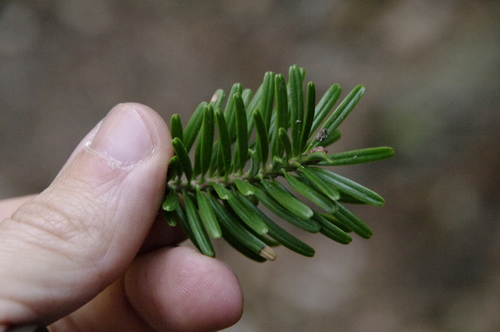 Image of Abies firma by (c) Eric Knight, some rights reserved (CC BY)