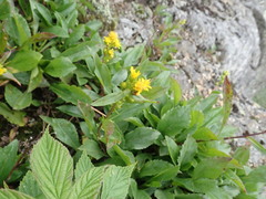 Solidago leiocarpa
