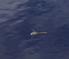 Procordulia jacksoniensis