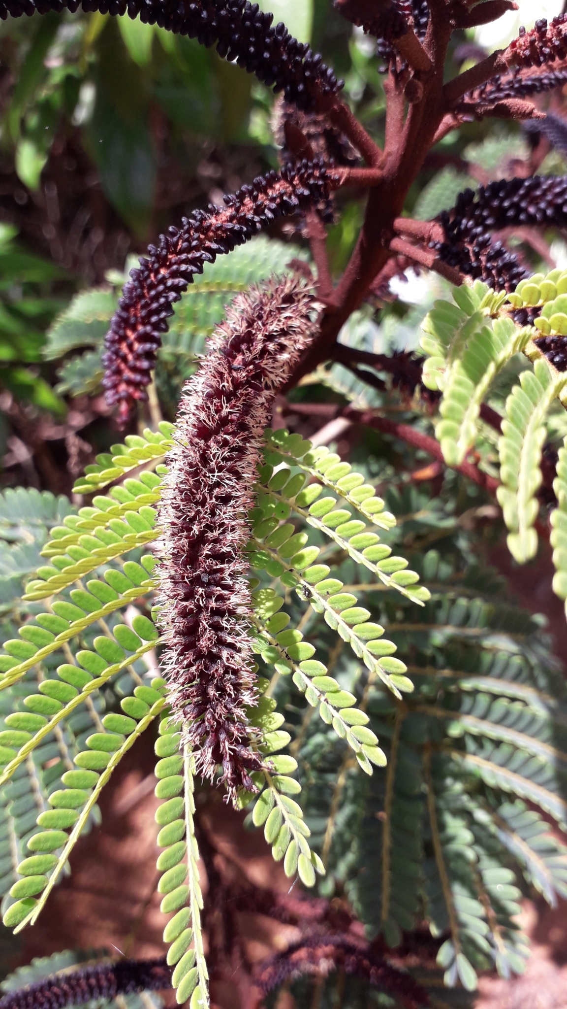 Stryphnodendron polyphyllum