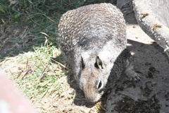 Otospermophilus beecheyi nesioticus