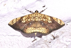 Pantographa suffusalis