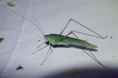 Anaulacomerina