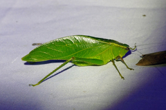 Frontinus