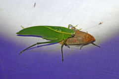 Frontinus