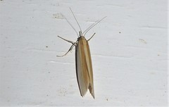 Orocrambus angustipennis