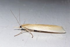 Orocrambus angustipennis