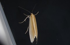 Orocrambus angustipennis