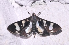 Desmia bajulalis