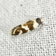 Isomoralla gephyrota