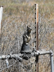 Otospermophilus beecheyi nesioticus