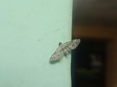 Lepidoptera