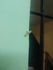 Lepidoptera