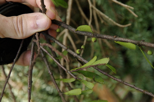 Taxillus kaempferi iNat (1)