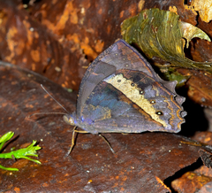 Taygetis rectifascia