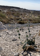 Mentzelia leucophylla