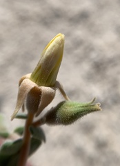 Mentzelia leucophylla