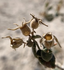 Mentzelia leucophylla