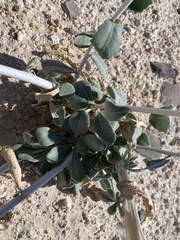 Mentzelia leucophylla