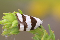 Zonopetala divisella