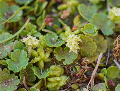 Hydrocotyle algida