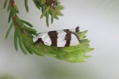 Zonopetala divisella