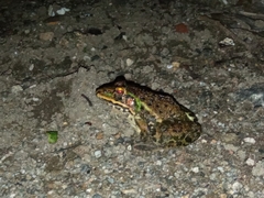Hoplobatrachus tigerinus