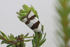 Zonopetala divisella