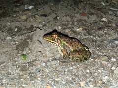 Hoplobatrachus tigerinus